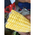 Hybrid indian yellow sweet corn sweet corn seeds